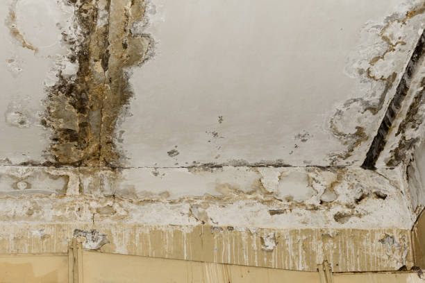 West Richland, WA Mold Inspection, Removal & Remediation Company